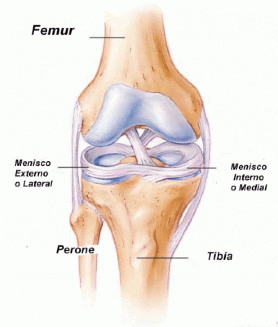 Dibujo de la estructura de la rodilla 